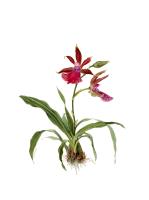 Zygopetalum z artur ella